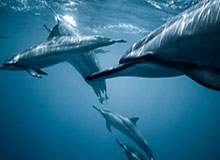 乐鱼app-乒乓球亚洲杯：王艺迪3-0战胜米尔卡迪罗娃晋级